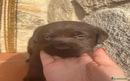 Labrador Retriever perros en venta: Cachorro macho chocolate con pedigree LOE  - Imagen 1