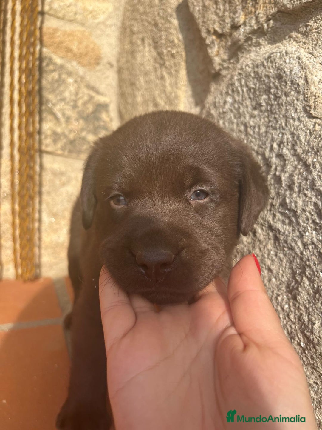 Labrador Retriever perros en venta: Cachorro macho chocolate con pedigree LOE  - Imagen 1