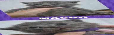 Británico de Pelo Corto 3