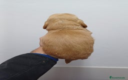 Cocker Spaniel Inglés perros en venta: Cocker Spaniel  - Imagen 3