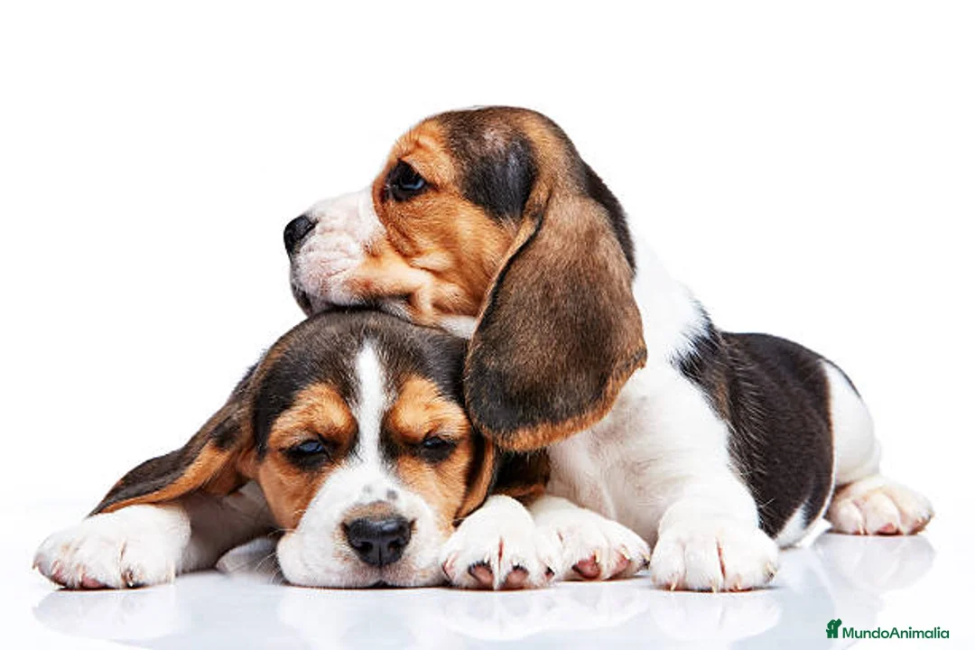 Beagle perros en venta: BEAGLE MALAGA  en Ciudad Real - Anuncio 3