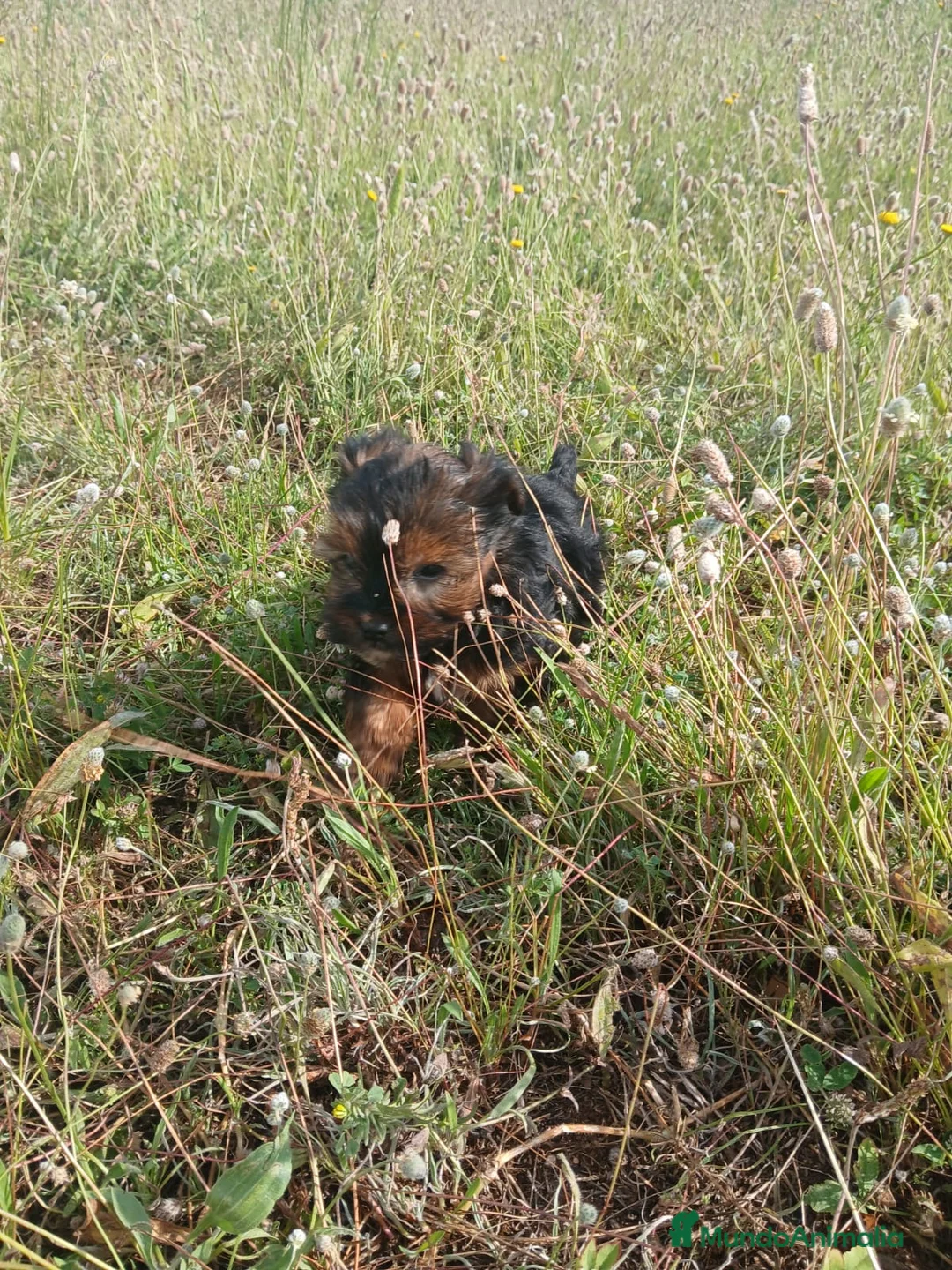 Yorkshire Terrier perros en venta: Yorksixri toy  en La Rioja - Anuncio 2