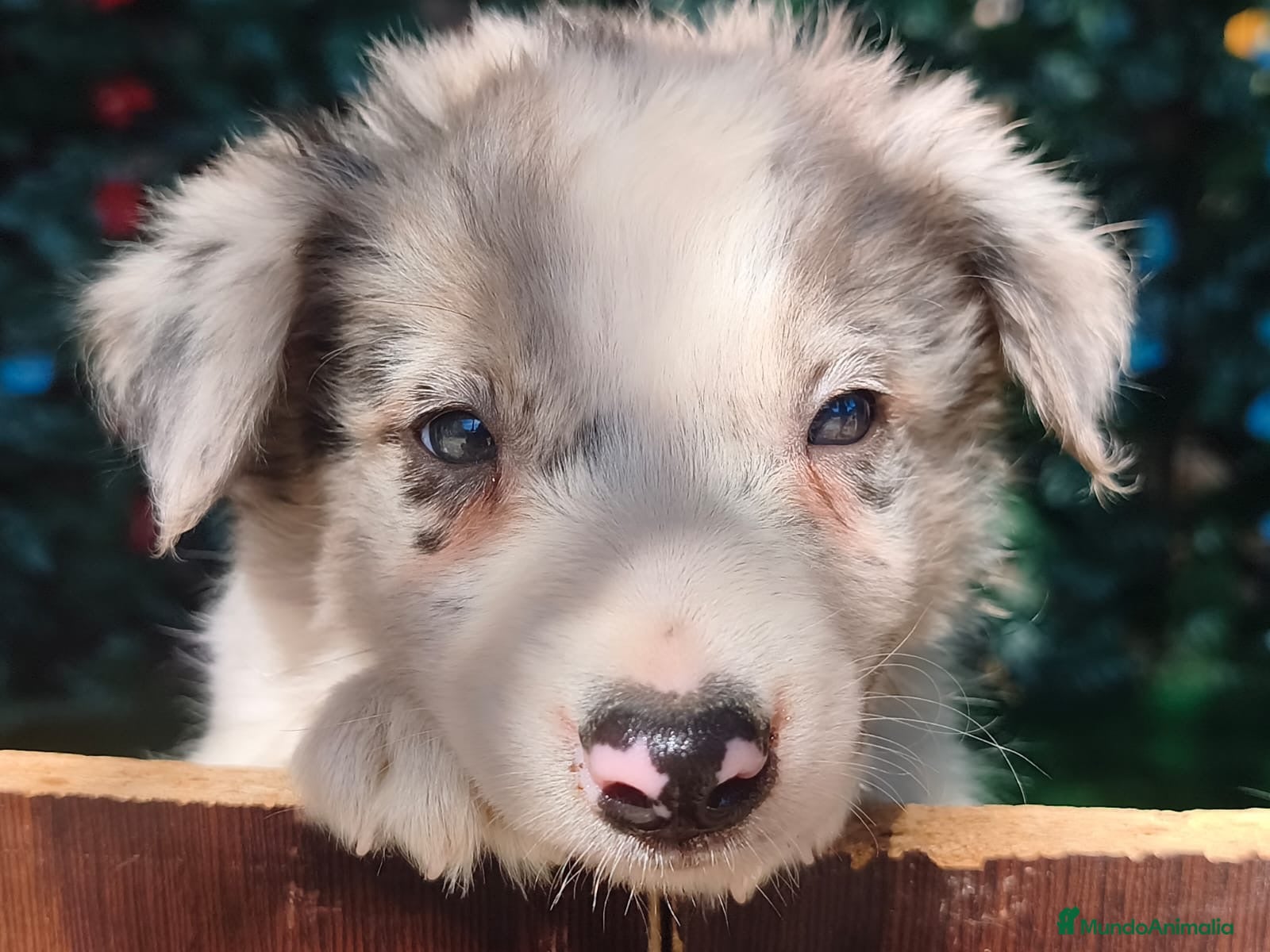Border Collie perros Borde collie  - Anuncio 1