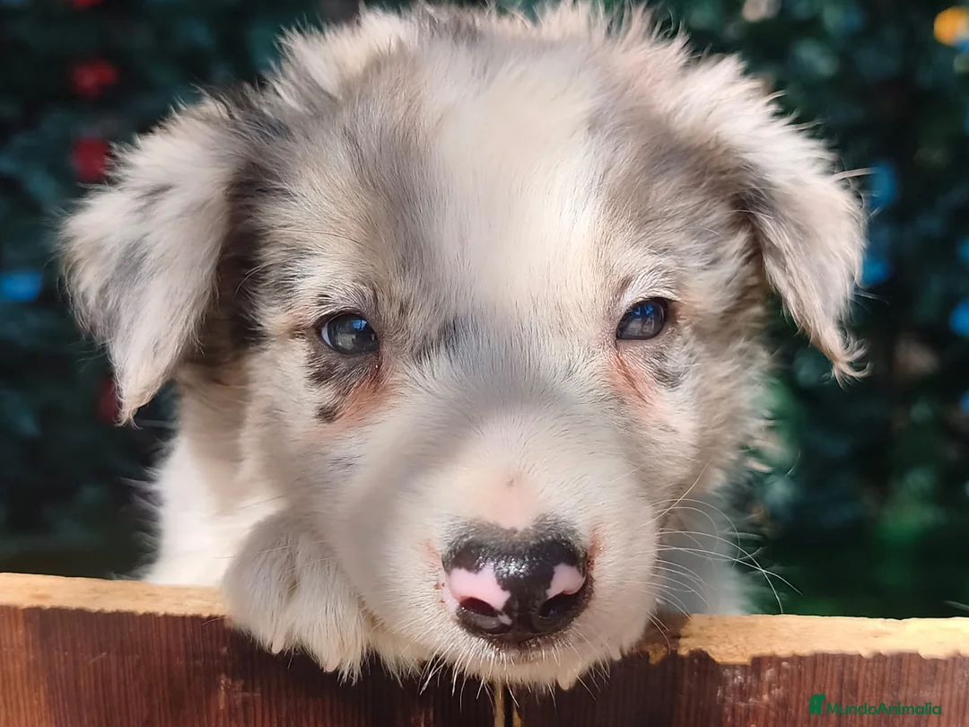 Border Collie perros en venta: Borde collie  - Anuncio 1