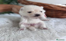 Pomerania perros en venta: POMERANIA HEMBRA - Imagen 4