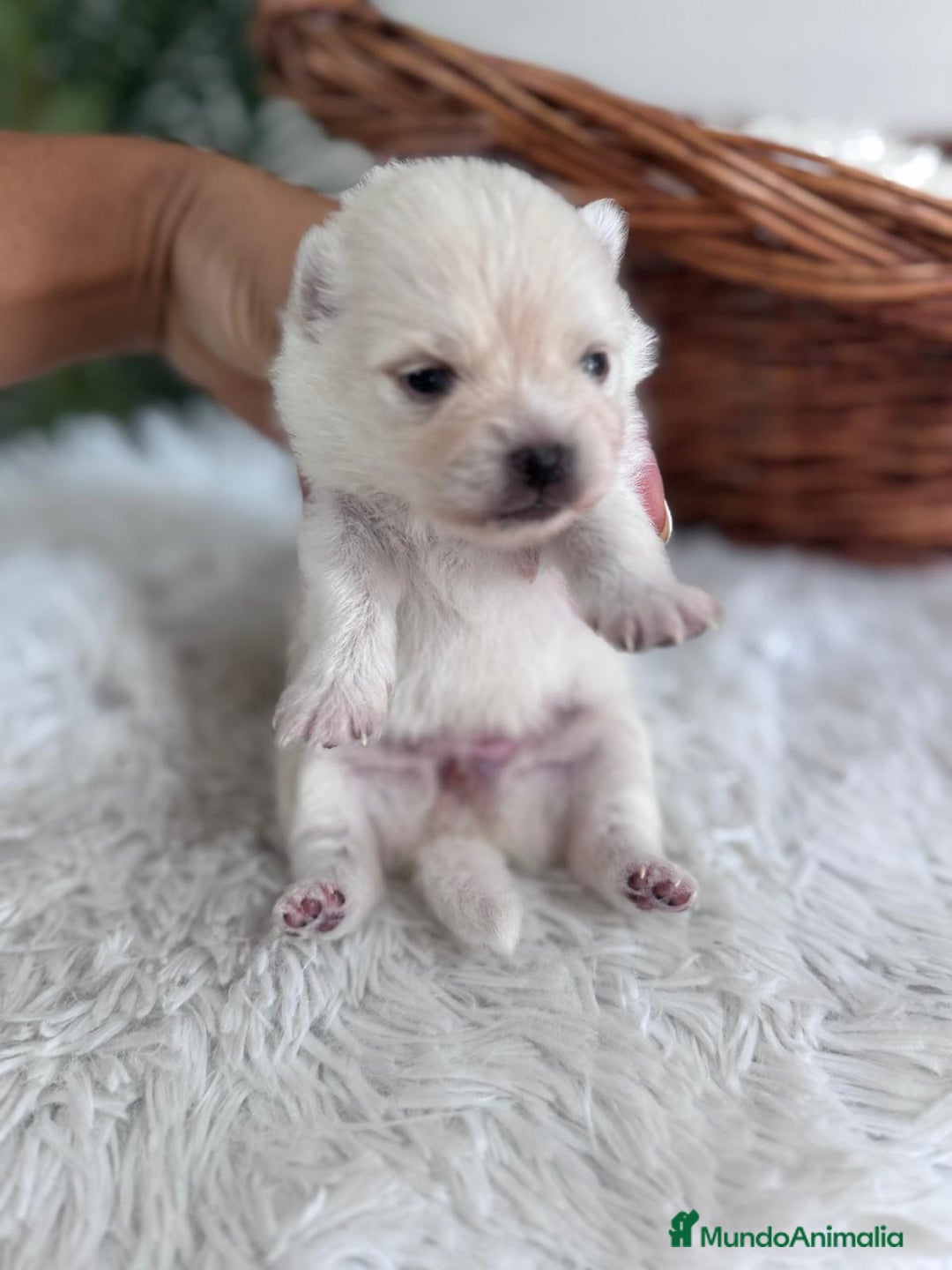Pomerania perros en venta: POMERANIA HEMBRA - Imagen 4