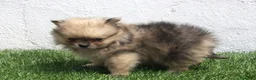 Pomerania perros en venta: Pomerania  - Anuncio 15