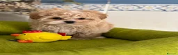 Maltipoo perros en venta: Maltipoo líneas asiática y coreana . - Anuncio 1