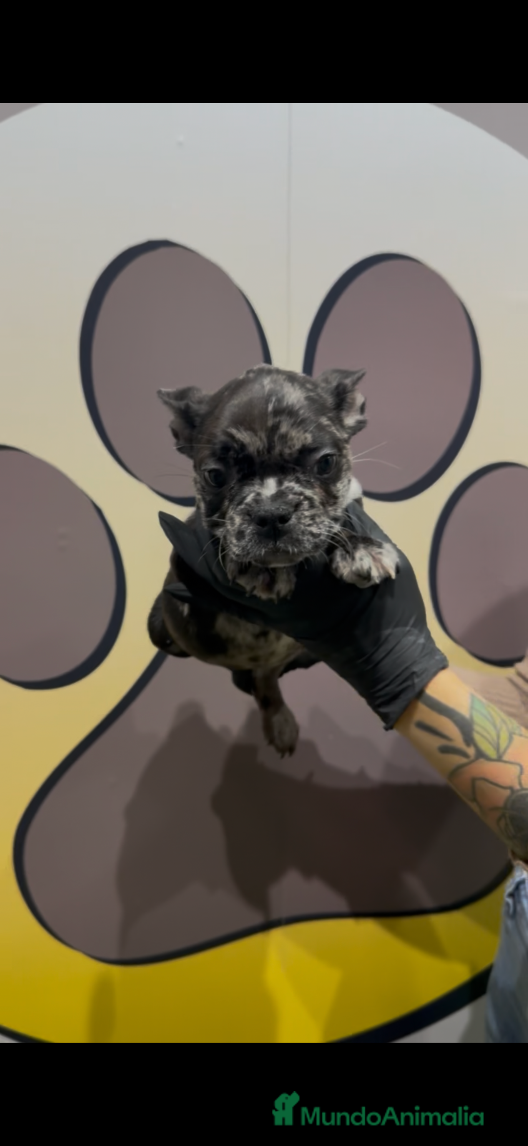 Bulldog Francés perros en venta: Bulldog francés bebe Merle exotico - Anuncio 4