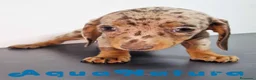 Teckel Miniatura perros en venta: Teckel Hembra 9069 - AQUANATURA en Barcelona - Anuncio 3