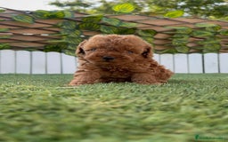 Caniche Toy perros en venta: CANICHE TOY ROJO MACHO - Imagen 13