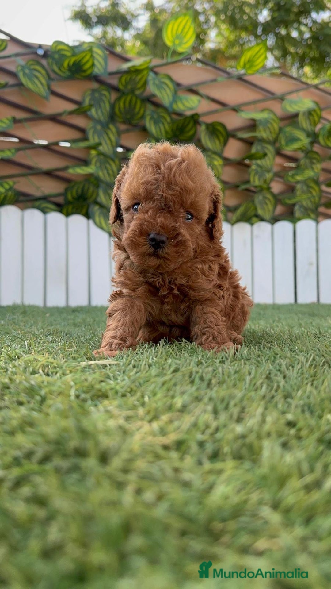 Caniche Toy perros en venta: CANICHE TOY ROJO MACHO - Imagen 13