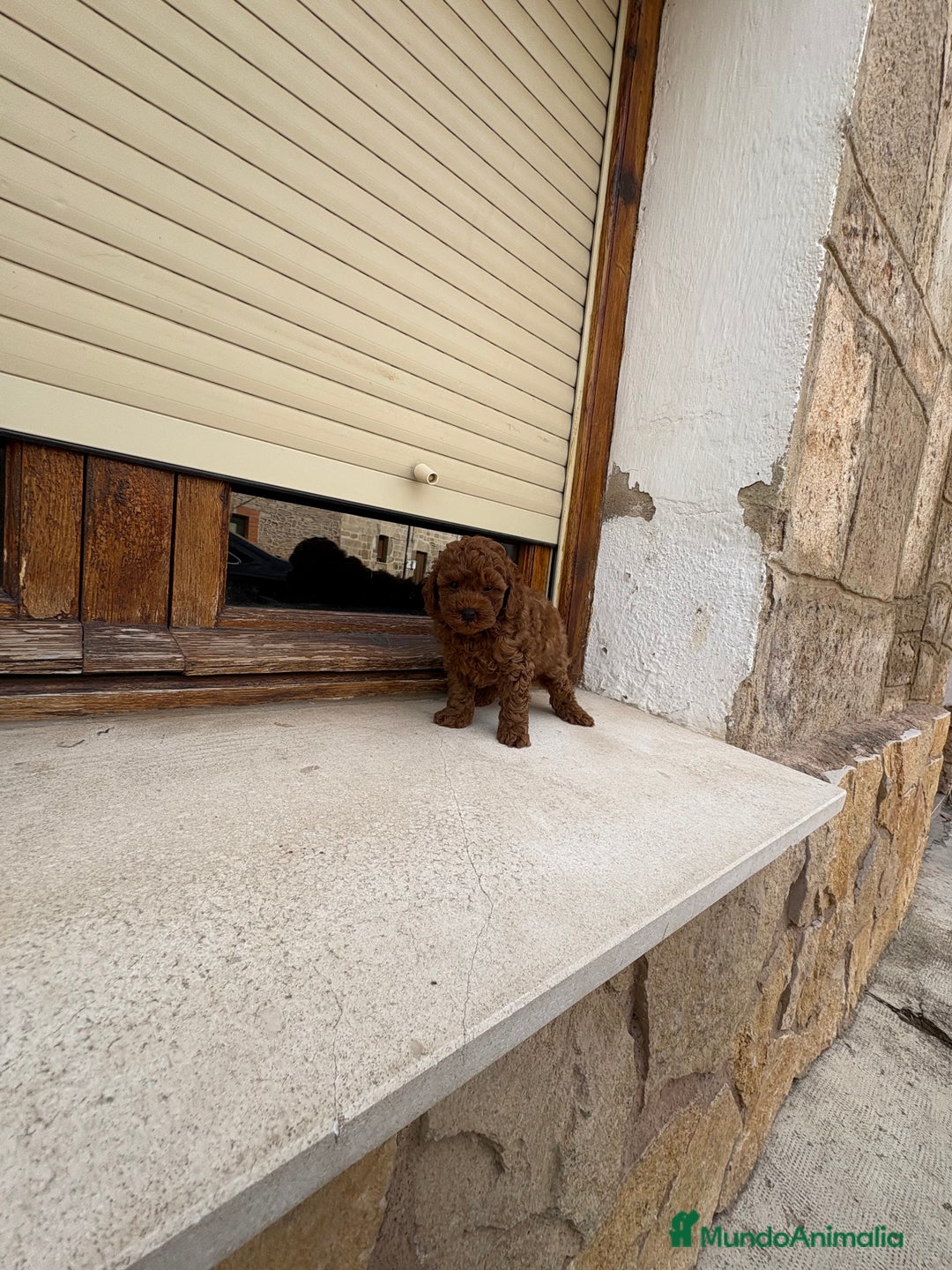 Caniche Toy perros en venta: Caniche Toy rojo  - Imagen 4