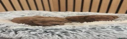 Caniche Toy perros en venta: Caniche Mini Toy Macho disponible  - Anuncio 4