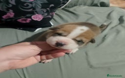 Raza Mixta perros en venta: Cachorros de sharpei con husky Siberiano  - Imagen 10