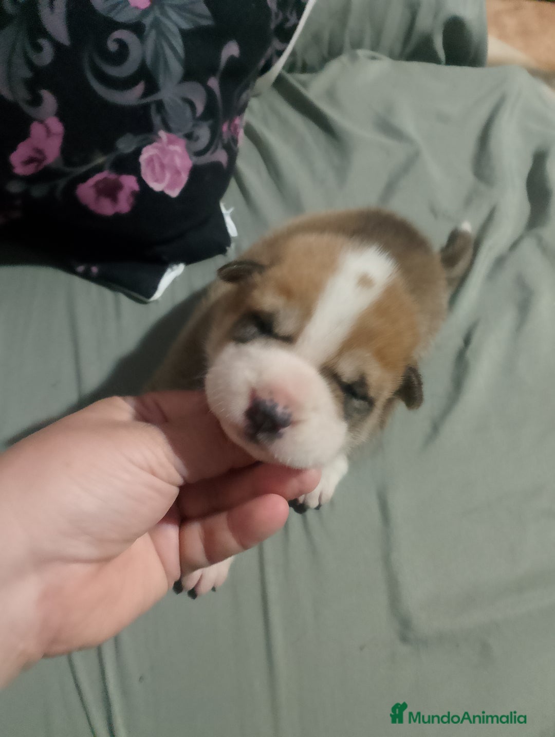 Raza Mixta perros en venta: Cachorros de sharpei con husky Siberiano  - Imagen 10