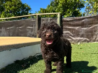 Perro de Agua Español perros PERRO DE AGUA - Anuncio 1