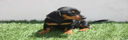 Teckel Miniatura perros en venta: Teckel Miniatura  - Anuncio 22