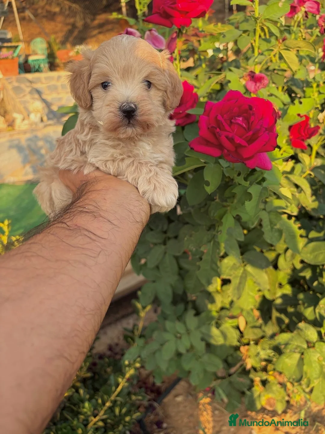 Maltipoo perros en venta: Maltipoo macho infórmate sin compromiso  - Anuncio 6