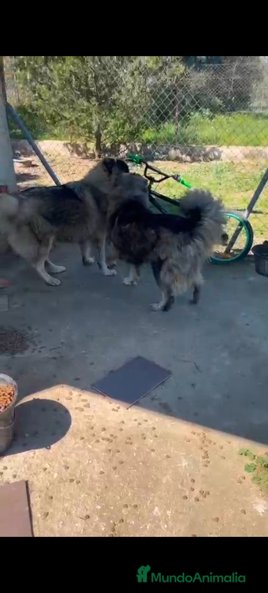 Pastor del Cáucaso perros en venta: Camada completa Pastor del Cáucaso  - Anuncio 9