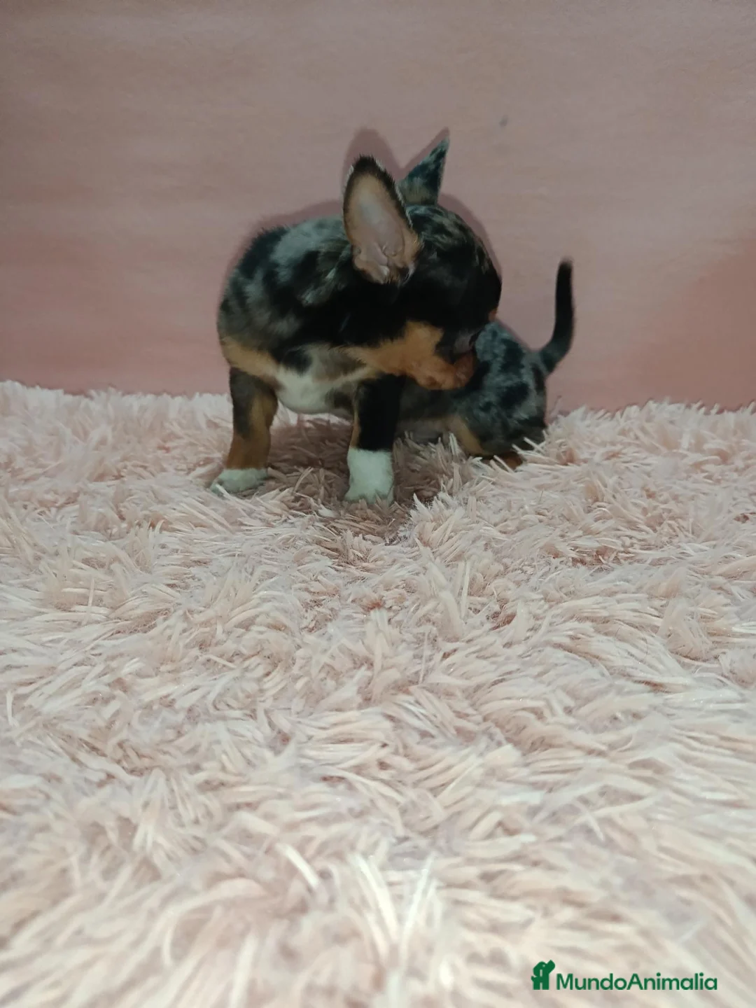 Chihuahua perros en venta: Cachorrito chihuahua toy - Anuncio 6