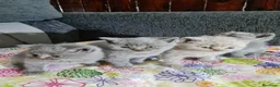 Británico de Pelo Corto Azul gatos en venta: Brithis - Anuncio 7