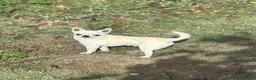 Chihuahua perros en venta: Chihuahuas toy machos  - Anuncio 9