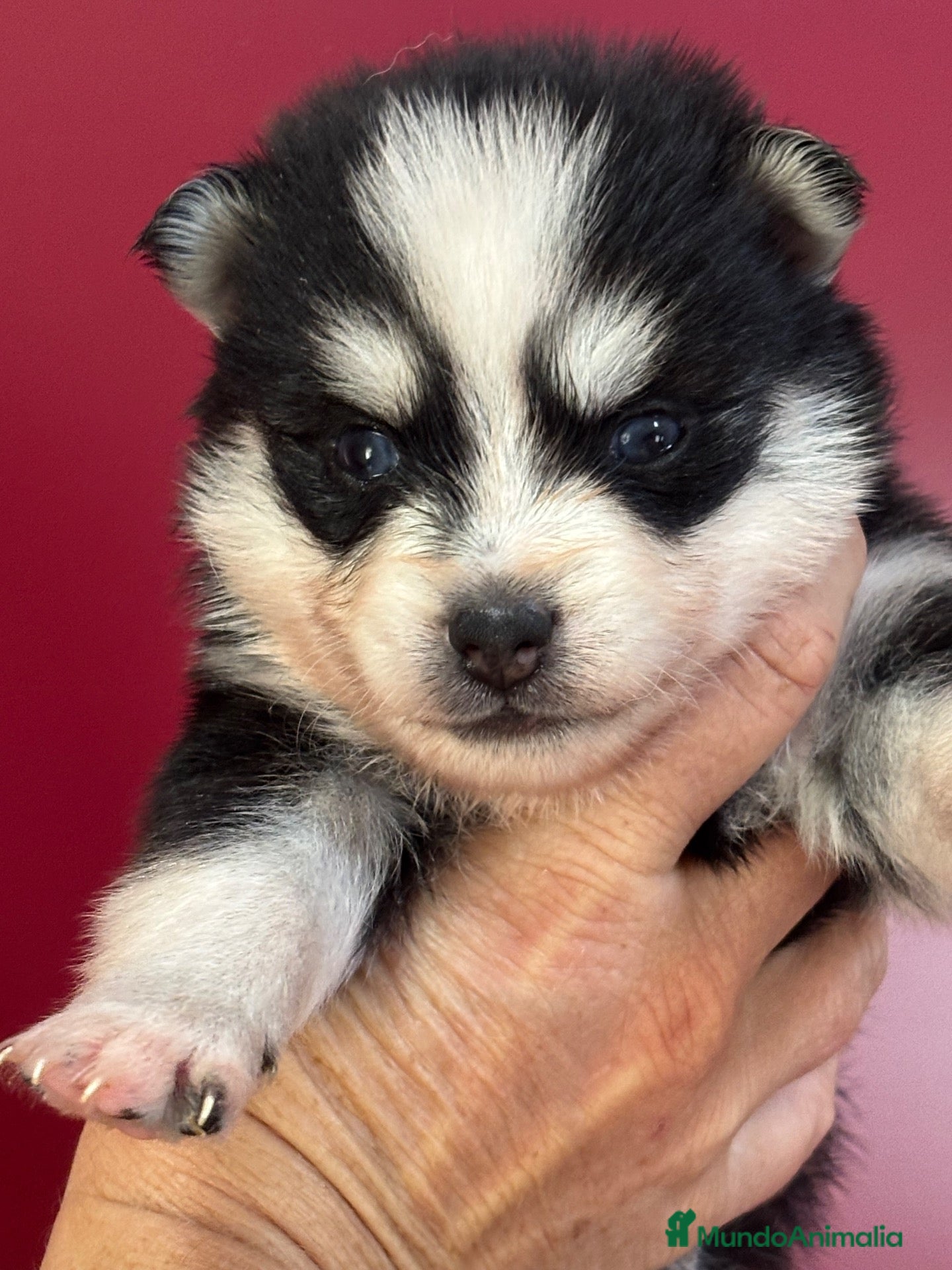 Pomsky perros en venta: Cachorro pomsky - Anuncio 1
