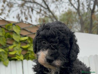 Perro de Agua Español perros PERRO DE AGUA HEMBRA RABONA - Anuncio 12