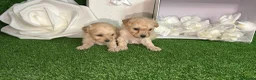 Maltipoo perros en venta: Maltipoo - Anuncio 2
