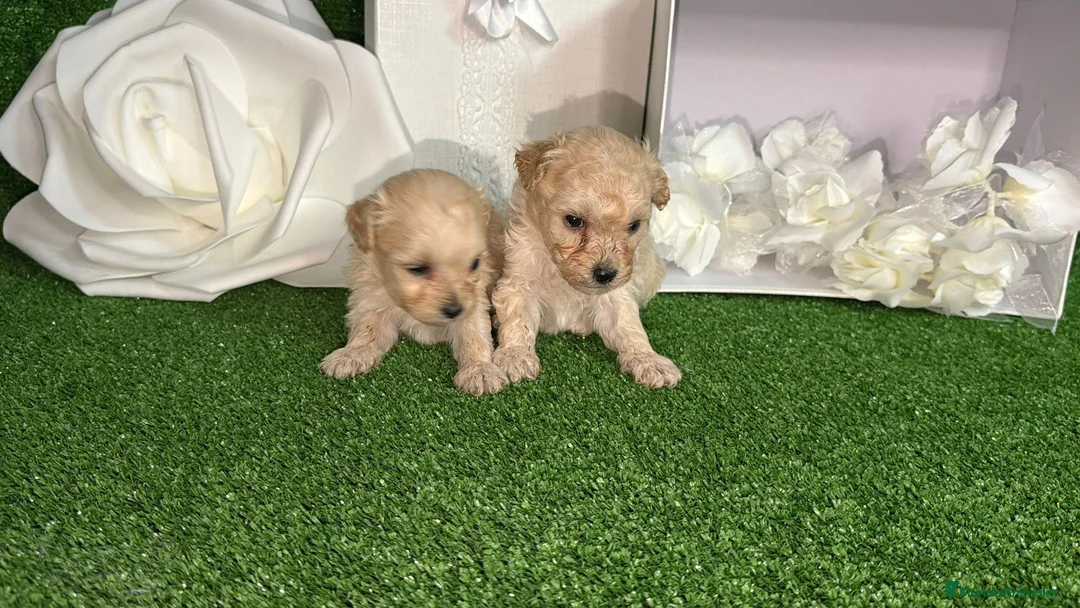 Maltipoo perros en venta: Maltipoo - Anuncio 2