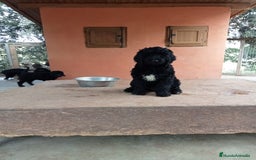 Labradoodle perros en venta: Cachorros labradoodle f6 standard - Imagen 1