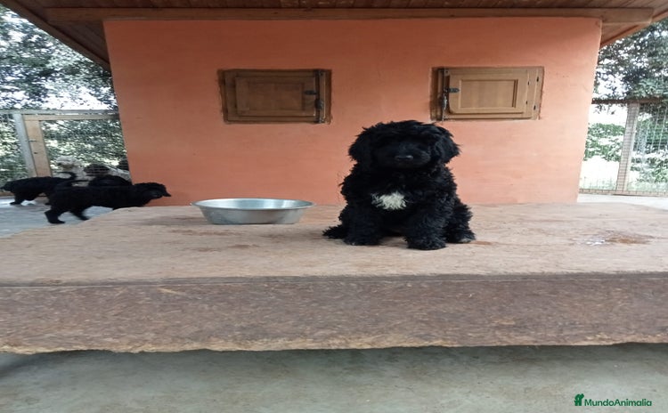 Labradoodle perros - Anuncio 4