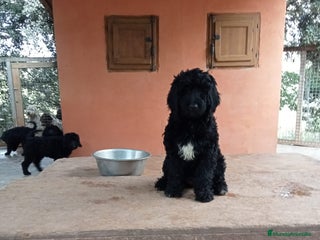 Labradoodle perros - Anuncio 4