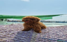 Caniche Toy perros en venta: Espectacular macho caniche toy rojo pimentón  - Imagen 2