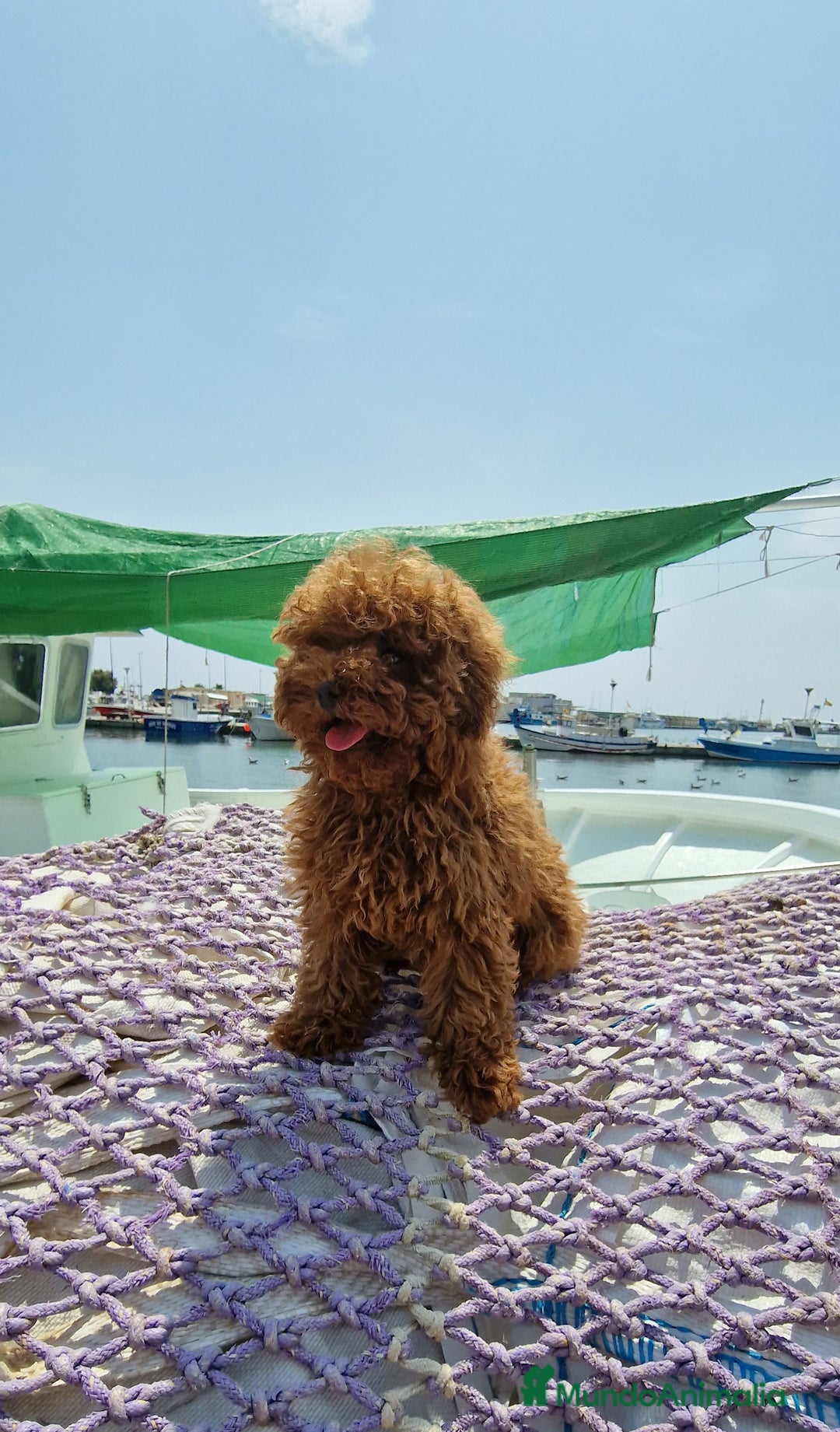 Caniche Toy perros en venta: Espectacular macho caniche toy rojo pimentón  - Imagen 2
