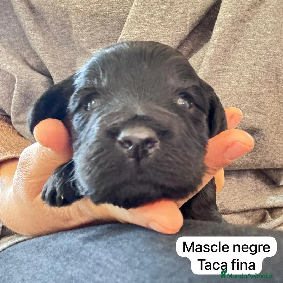 Labradoodle perros en venta: Preciosos cachorros - Anuncio 10