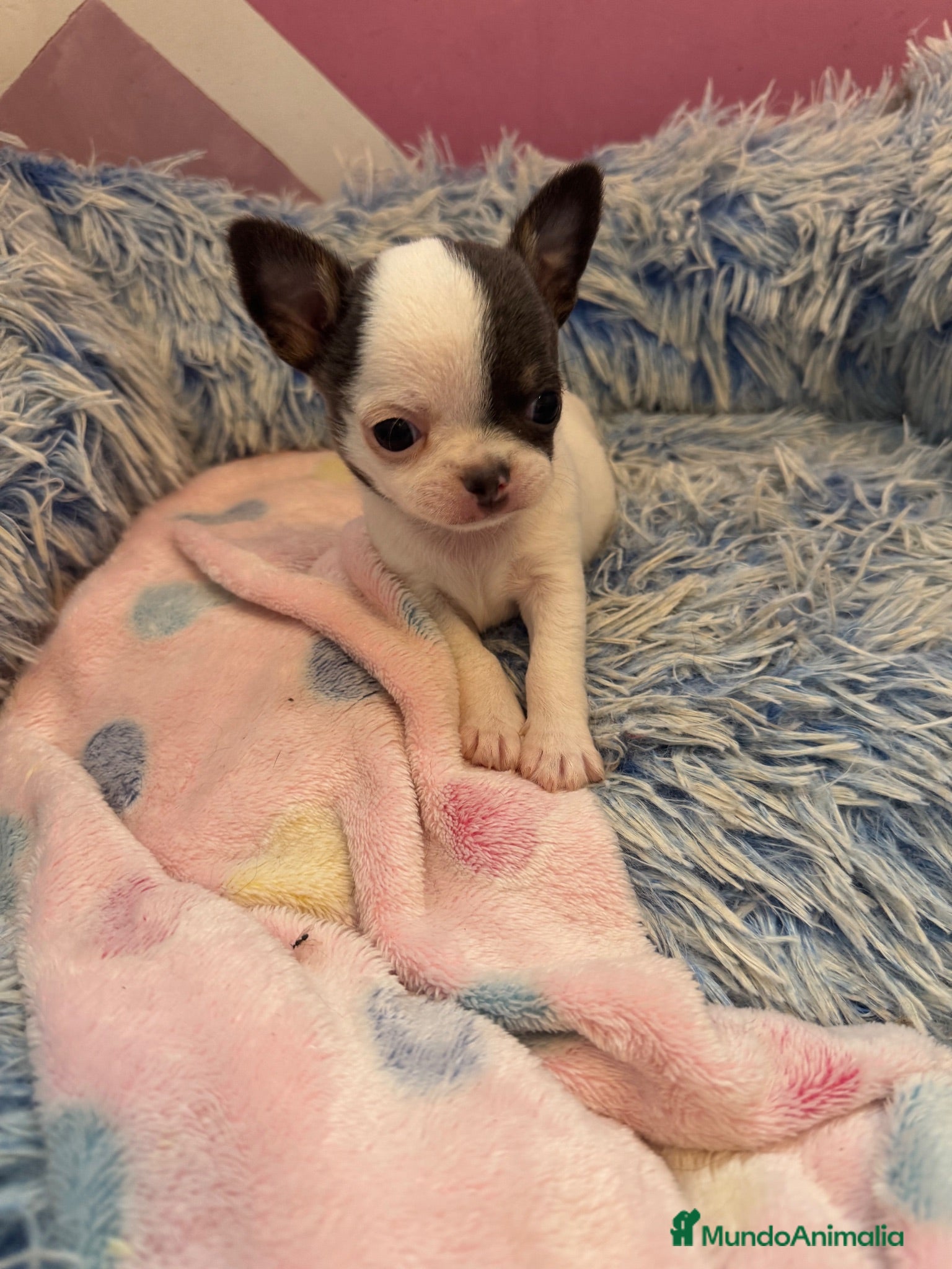 Chihuahua perros Machito toy  - Anuncio 1