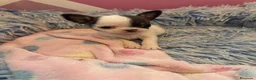 Chihuahua perros en venta: Machito toy  - Anuncio 1