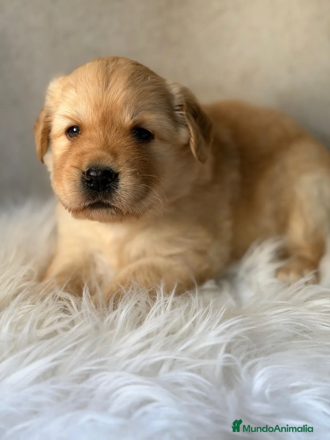 Labrador Retriever perros en venta: LABRADOR FLUFFY  - Anuncio 1