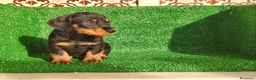 Teckel Miniatura perros en venta: Teckel miniatura  - Anuncio 13