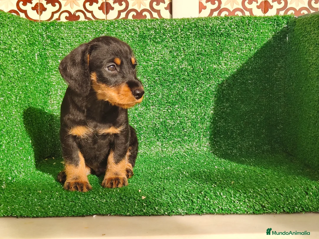 Teckel Miniatura perros en venta: Teckel miniatura  - Anuncio 13