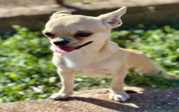 Chihuahua perros en venta: Chihuahua  - Imagen 5