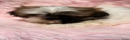 Shih Tzu perros en venta: SHIH TZU HEMBRA - Anuncio 5