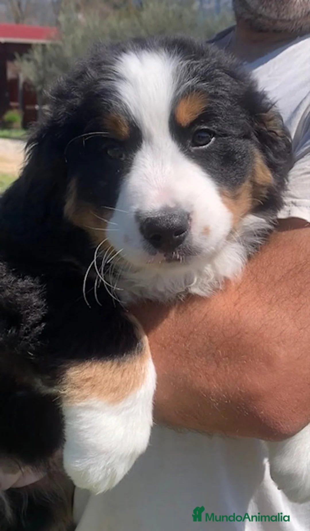 Boyero de Berna perros en venta: Preciosas hembritas Boyero de Berna - Anuncio 1