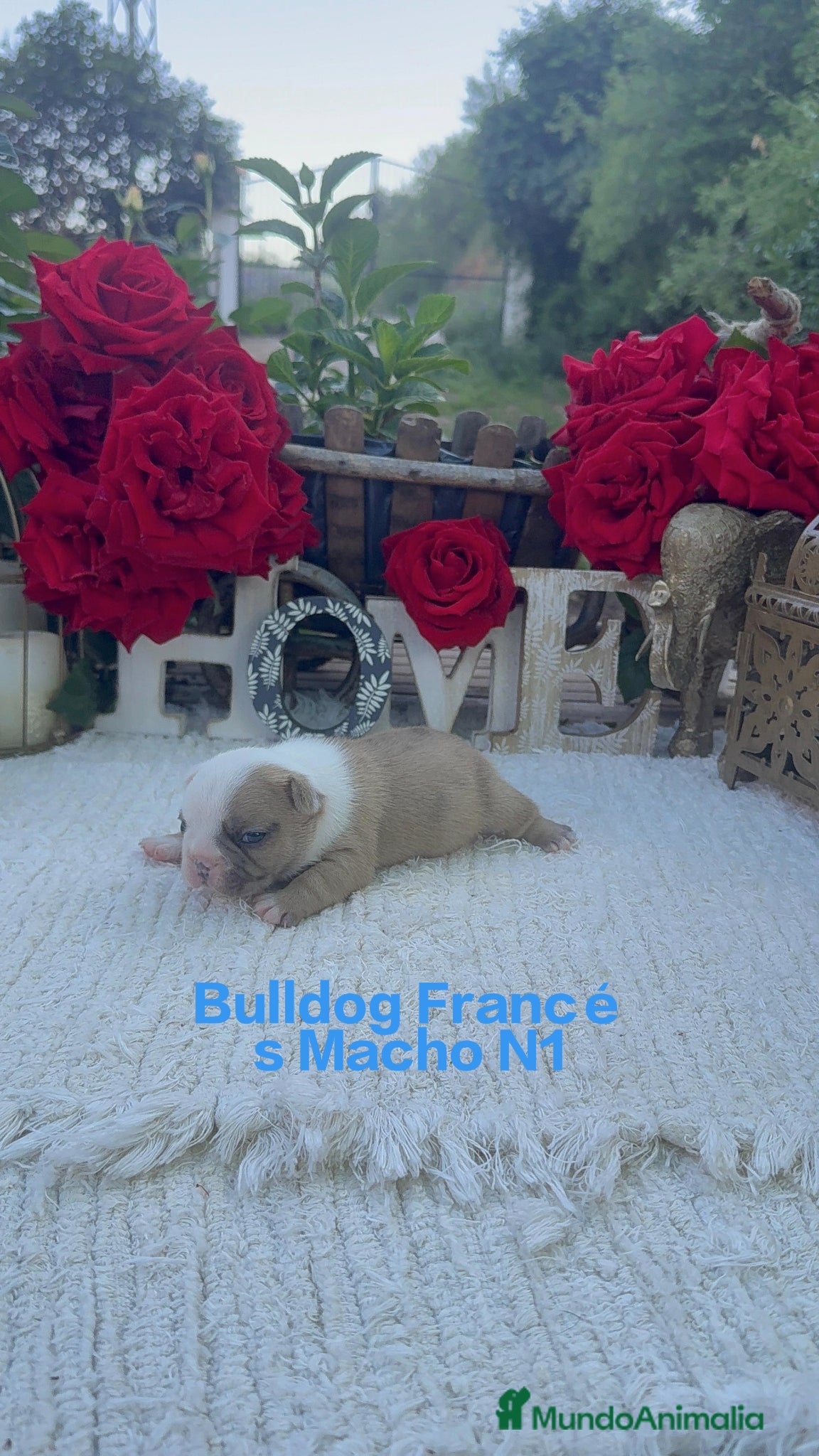 Bulldog Francés perros Bulldog francés exóticos merles preciosos  - Anuncio 1
