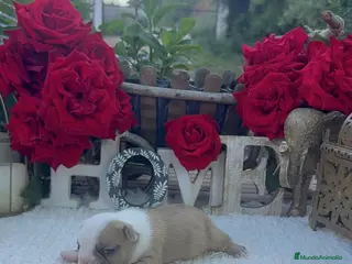 Bulldog Francés perros Bulldog francés exóticos merles preciosos - Anuncio 1