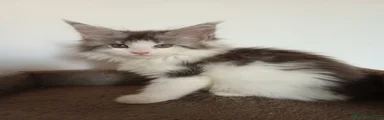 Maine Coon 3