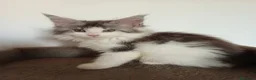 Maine Coon gatos en venta: Maine coon - Anuncio 3