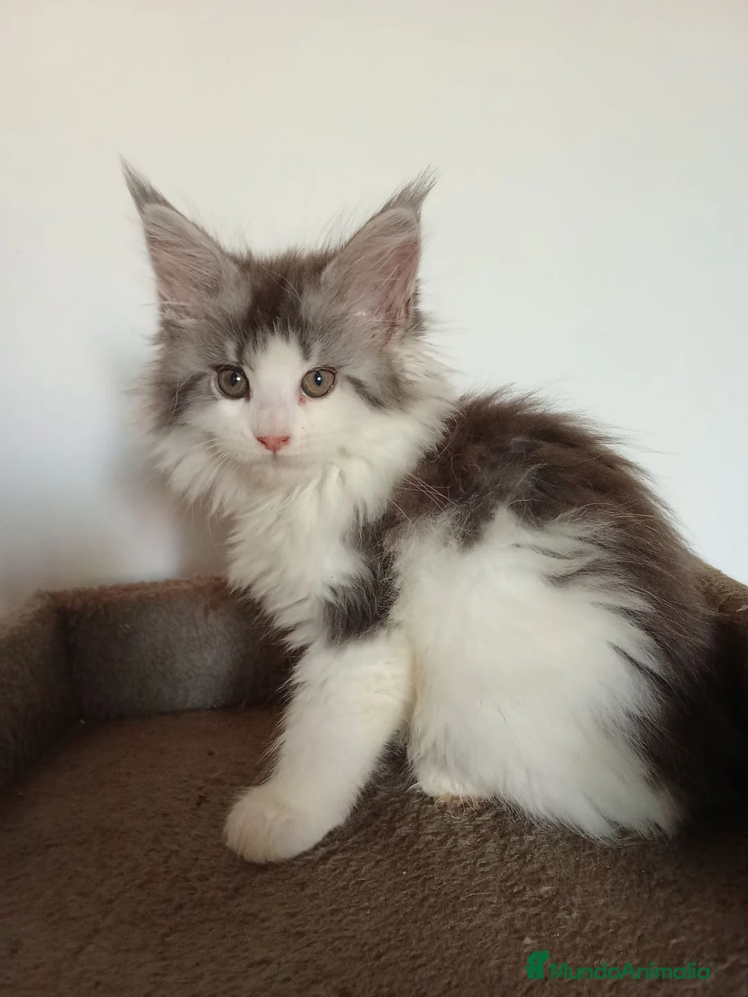 Maine Coon gatos en venta: Maine coon - Anuncio 3